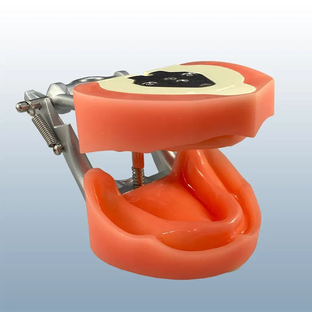 Anatomical Ridge/Edentulous Educational Model Ea