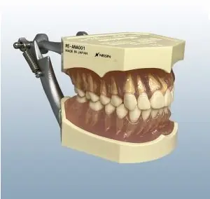 121D-400G Model Typodont Tooth Set Ea